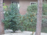 97. kép