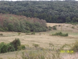 118. kép